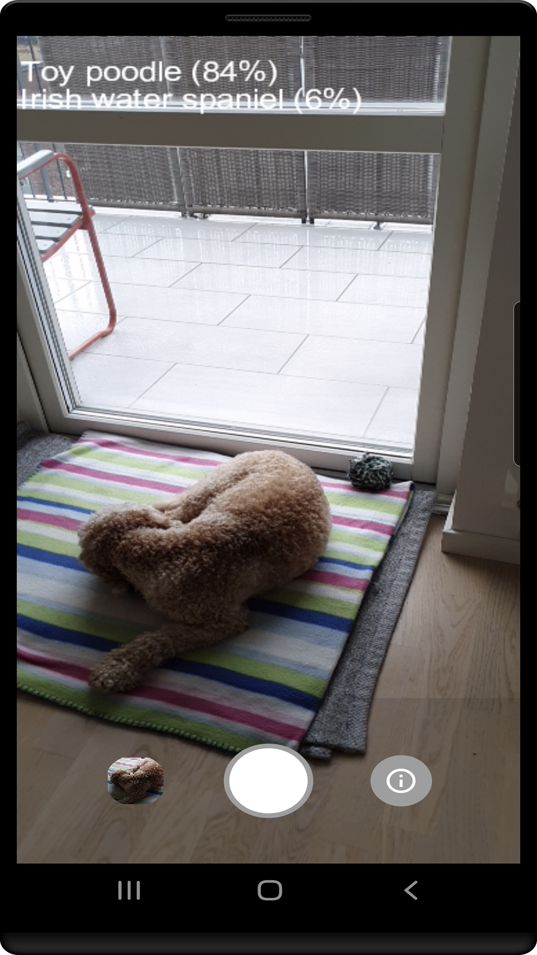 Dog Camera It's All Widgets!